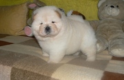Chow Chow Puppies For Adoption