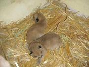 Exotic kittens for sale , 