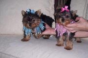 Healthy charming tea cup yorkie puppies