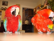 pair of scarlet macaw for free